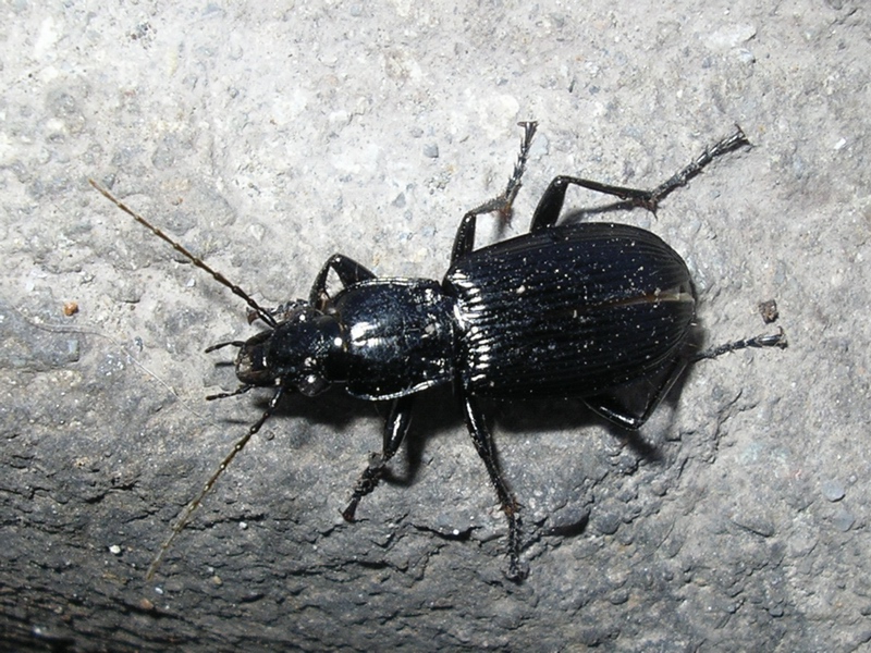 Carabidae da identificare: Pterostichus niger